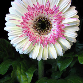 Gerbera by Jessica Jenney