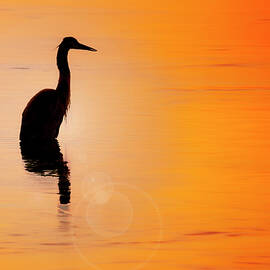 Great Blue Heron by Susan Candelario