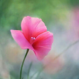 In Pink by Ursula Abresch