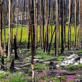 Jasper Alberta Canada One Year After Fires by Tommy Farnsworth