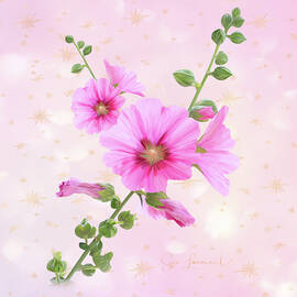 Lavatera by Sue Leonard
