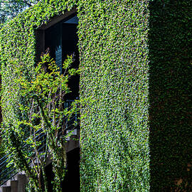 Middleton Plantation Landscape by Louis Dallara