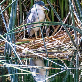 Night Heron in Marsh by Joe Fisher