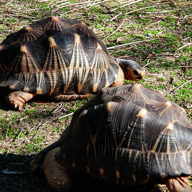 2 radiated tortoise by Flees Photos