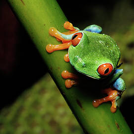 Red-Eyed Tree Frog on Bamboo by Jean Noren