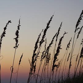 Reeds and Sunset