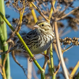 Savannah Sparrow by Joe Fisher