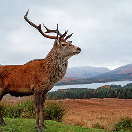 Scottish Red Deer Stag-Glencoe by Grant Glendinning