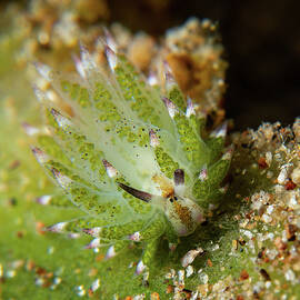 Shaun the sheep nudibranch by Brian Weber