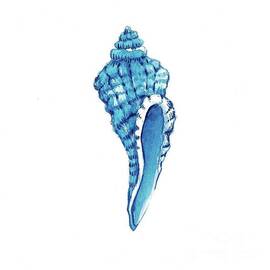 Shell by Lucia Stewart