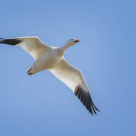 Snow Geese In Flight by Susan Candelario