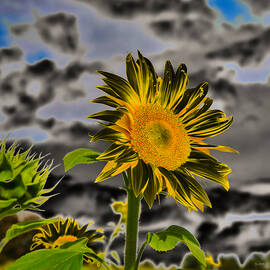 Sunflower by Bruce Block
