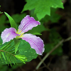 Trillium Blooming in a Forest 2 by John Twynam