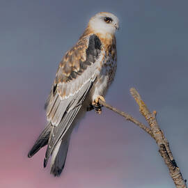 White-tailed Kite Juvenile by Joe Fisher