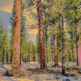 winter forest by Bruce Block