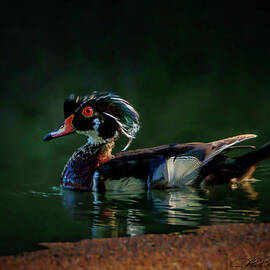 Wood Duck Male by Joe Fisher