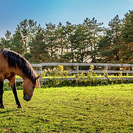 Autumn Horses of Uxbridge by DEE POTTER