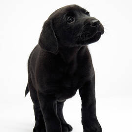 Black lab puppy on white seamless by Seeables Visual Arts