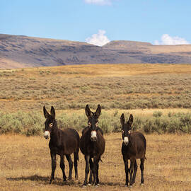 3 Curious Burros - Smoke Creek Desert - Lassen County CA by Mike Lee