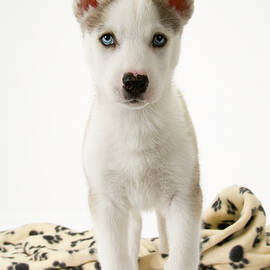 Cute husky puppy on white seamless by Seeables Visual Arts