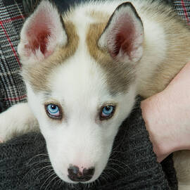 Cute husky puppy by Seeables Visual Arts