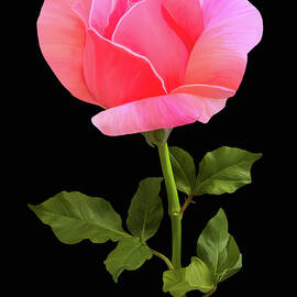 Digitally Painted Pink Rose by Sue Leonard