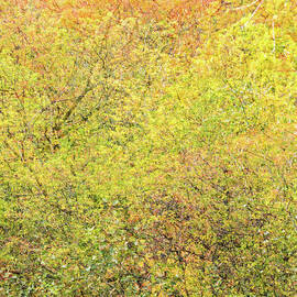 Fall Colors by Shankar Adiseshan