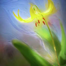 Glacier Lily by Ursula Abresch