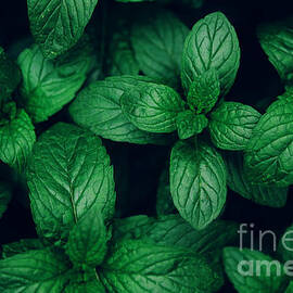 Mint green leaves pattern background by Jelena Jovanovic