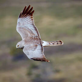 Northern Harrier Male by Joe Fisher