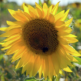 One sunflower by Seeables Visual Arts