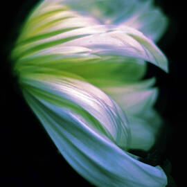 Pastel Petals by Jessica Jenney