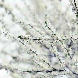 Spring Blossom Tree by Jelena Jovanovic