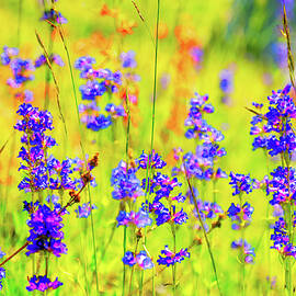 Vibrant Wildflower Meadow by Bruce Block