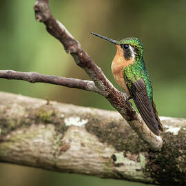 White throated mountaingem hummingbird perched on a twig  in Cos by Steven Heap