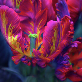 Rapturous Rococo  by Jessica Jenney