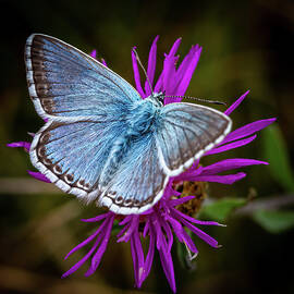 Common Blue Butterfly by Shirley Mitchell
