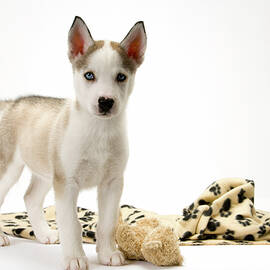 Cute husky puppy on white seamless by Seeables Visual Arts