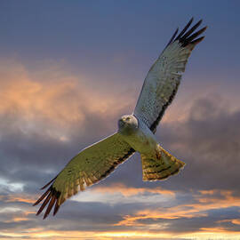 Northern Harrier Male by Joe Fisher