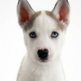 Cute husky puppy on white seamless by Seeables Visual Arts