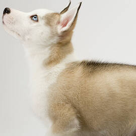 Cute husky puppy on white seamless by Seeables Visual Arts