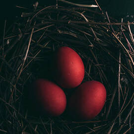 Easter Eggs by Jelena Jovanovic