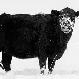 647 Tribulations - 5 Dot Ranch - Lassen County California by Mike Lee