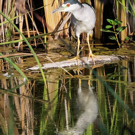Night Heron by Joe Fisher