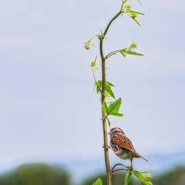 Song Sparrow by Joe Fisher