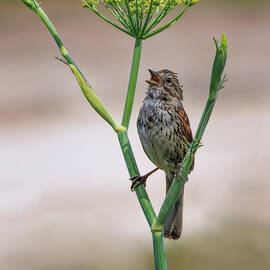 Song Sparrow by Joe Fisher