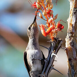 A Bit of a Stretch  by Joe Schofield