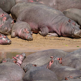 A Bloat of Hippos in the Serengeti by Mary Lee Dereske