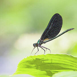A bug with shadow by Tatiana Travelways
