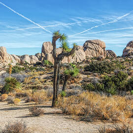 A Day in Joshua Tree by Alison Frank
